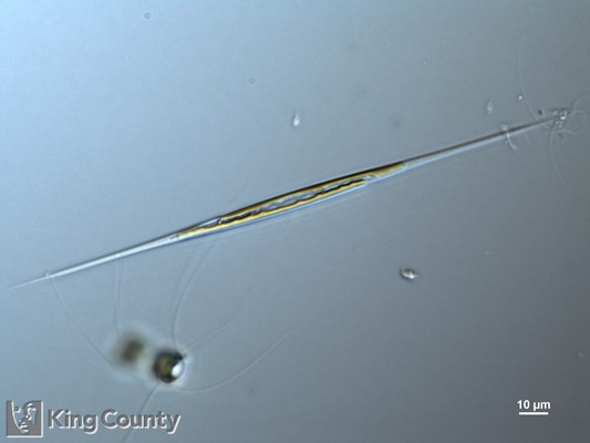 Photo of Nitzschia acicularis